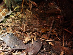 Ensatina eschscholtzii