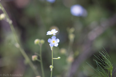 Mimophytum alienoides