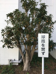 Osmanthus fragrans aurantiacus
