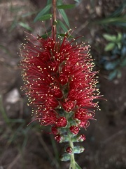 Melaleuca recurva