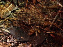 Ensatina eschscholtzii
