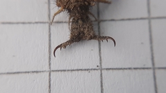 Distoleon tetragrammicus