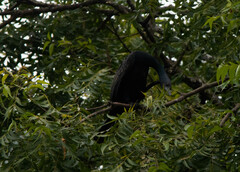 Phalacrocorax fuscicollis