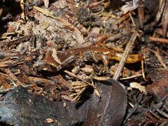 Ensatina eschscholtzii