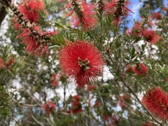Melaleuca recurva