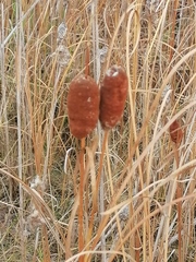 Typha laxmannii