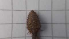 Distoleon tetragrammicus