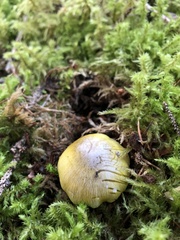Tricholoma