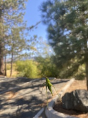 Platylyra californica