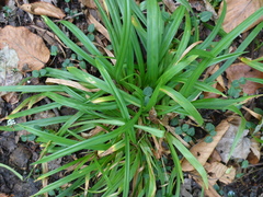 Carex folliculata