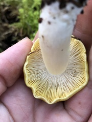 Tricholoma