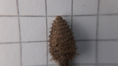 Distoleon tetragrammicus