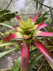 Guzmania squarrosa