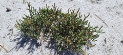 Selaginella arenicola