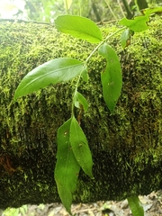 Asplenium oblongifolium