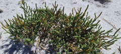Selaginella arenicola