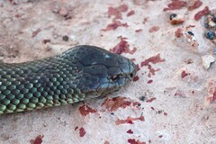 Pseudechis australis