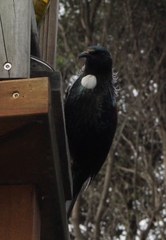 Prosthemadera novaeseelandiae novaeseelandiae