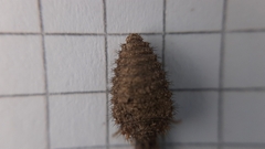 Distoleon tetragrammicus