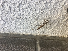 Statilia maculata maculata