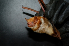 Scotomanes ornatus