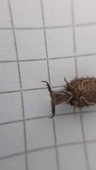 Distoleon tetragrammicus