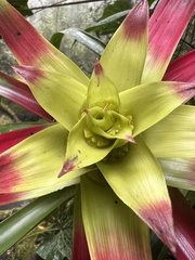Guzmania squarrosa