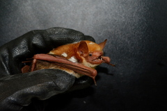 Scotomanes ornatus