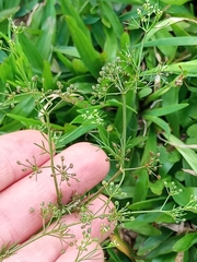 Cyclospermum leptophyllum