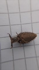 Distoleon tetragrammicus