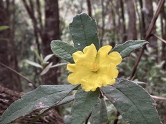 Hibbertia nemorosa