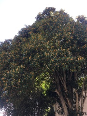 Osmanthus fragrans aurantiacus