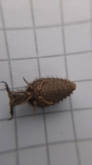 Distoleon tetragrammicus