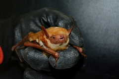 Scotomanes ornatus