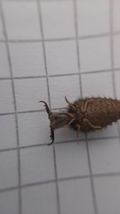 Distoleon tetragrammicus