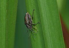 Donacia marginata