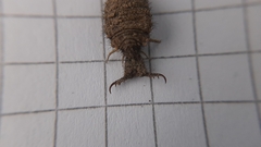 Distoleon tetragrammicus