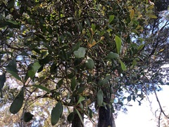 Muellerina celastroides