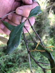 Muellerina celastroides