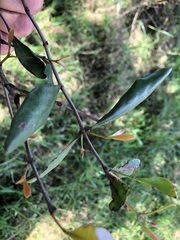 Muellerina celastroides