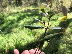 Muellerina celastroides