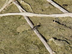 Cicindela ocellata