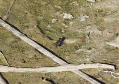 Cicindela ocellata
