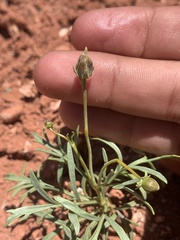 Thelesperma subnudum