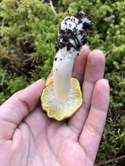 Tricholoma