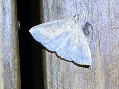 Zanclognatha jacchusalis
