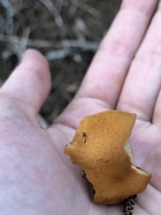Cortinarius semisanguineus