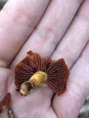 Cortinarius semisanguineus