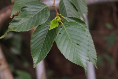 Alnus sieboldiana