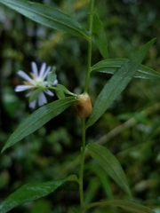 Neolasioptera ramuscula